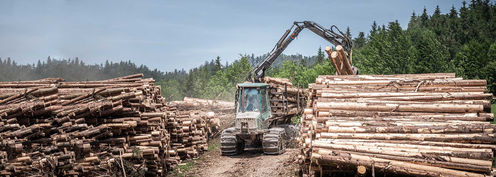 Problembaumfällung, Baumabtragung, Erst-und Zweitdurchforstung,
